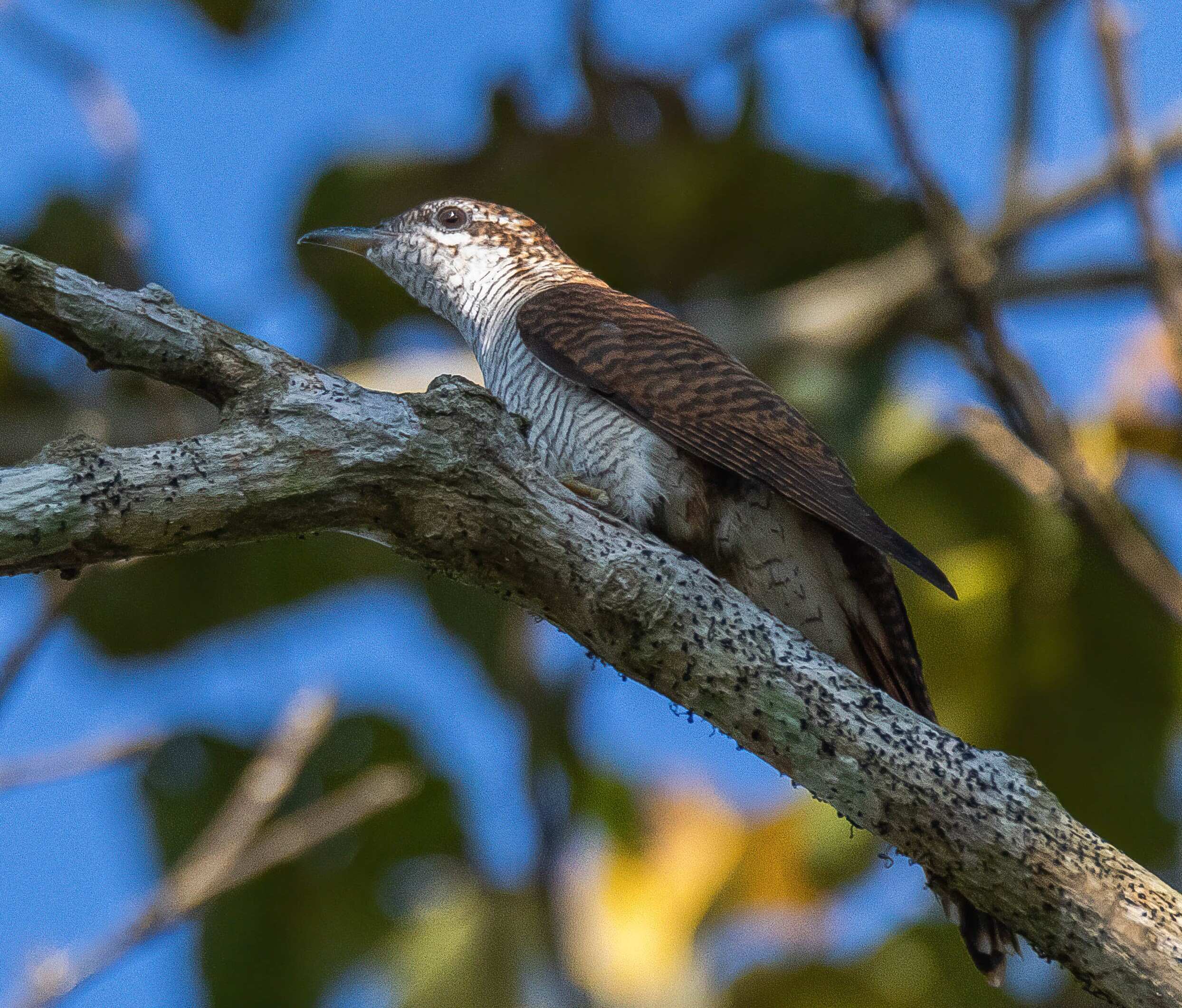 Cuckoos of Assam