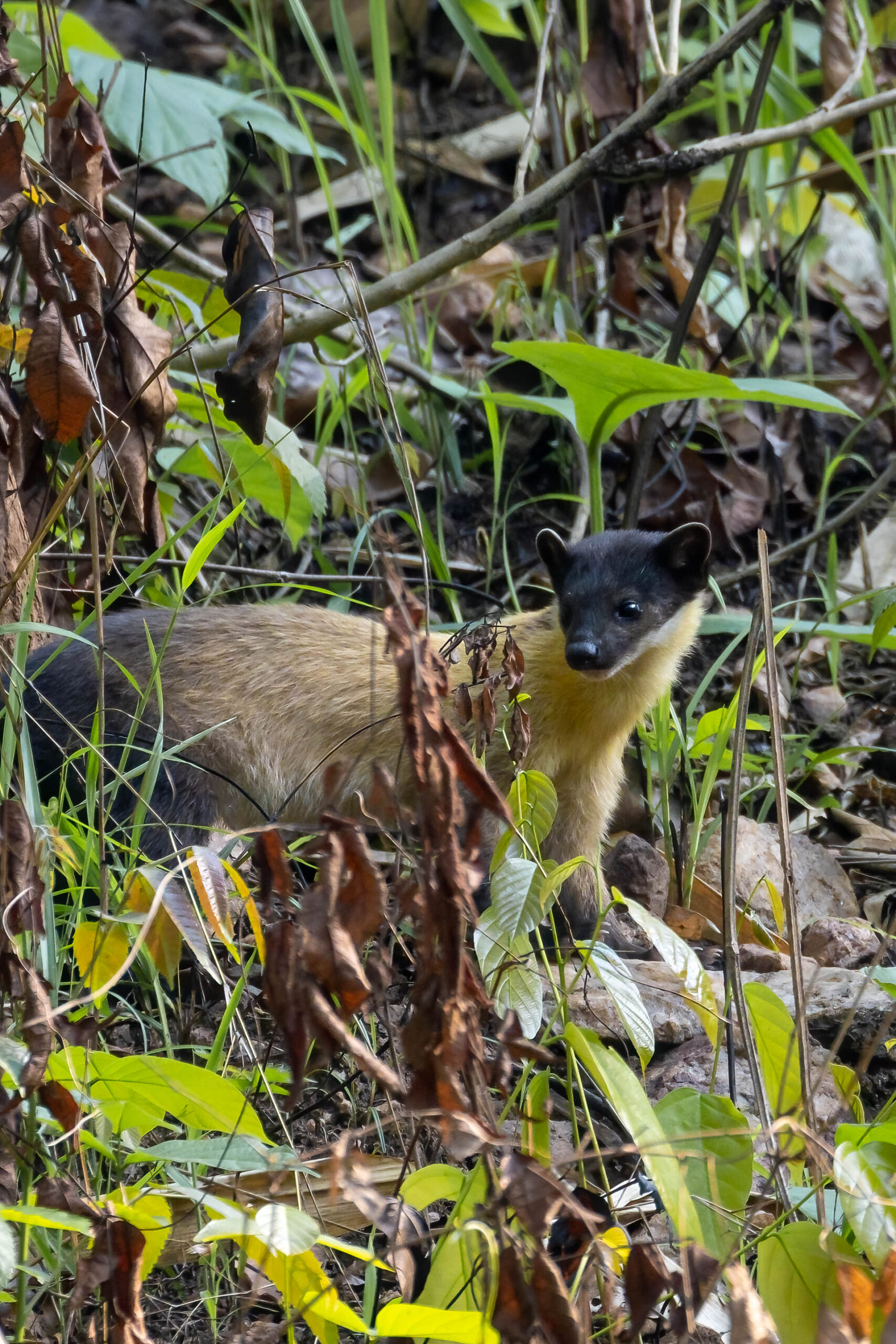 Mammals of Assam