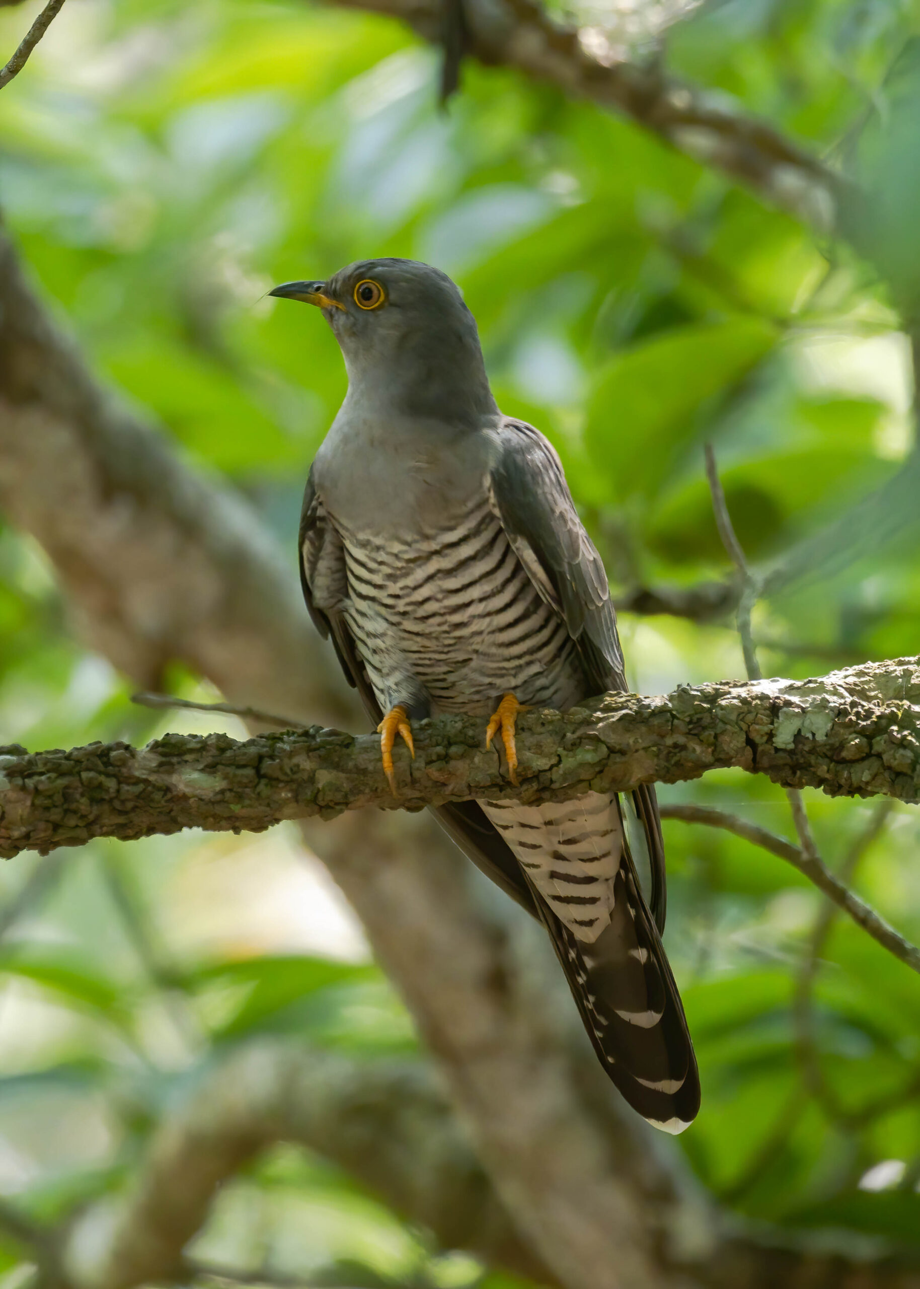 Brood Parasitism