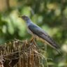 10 Cuckoos Found in Assam