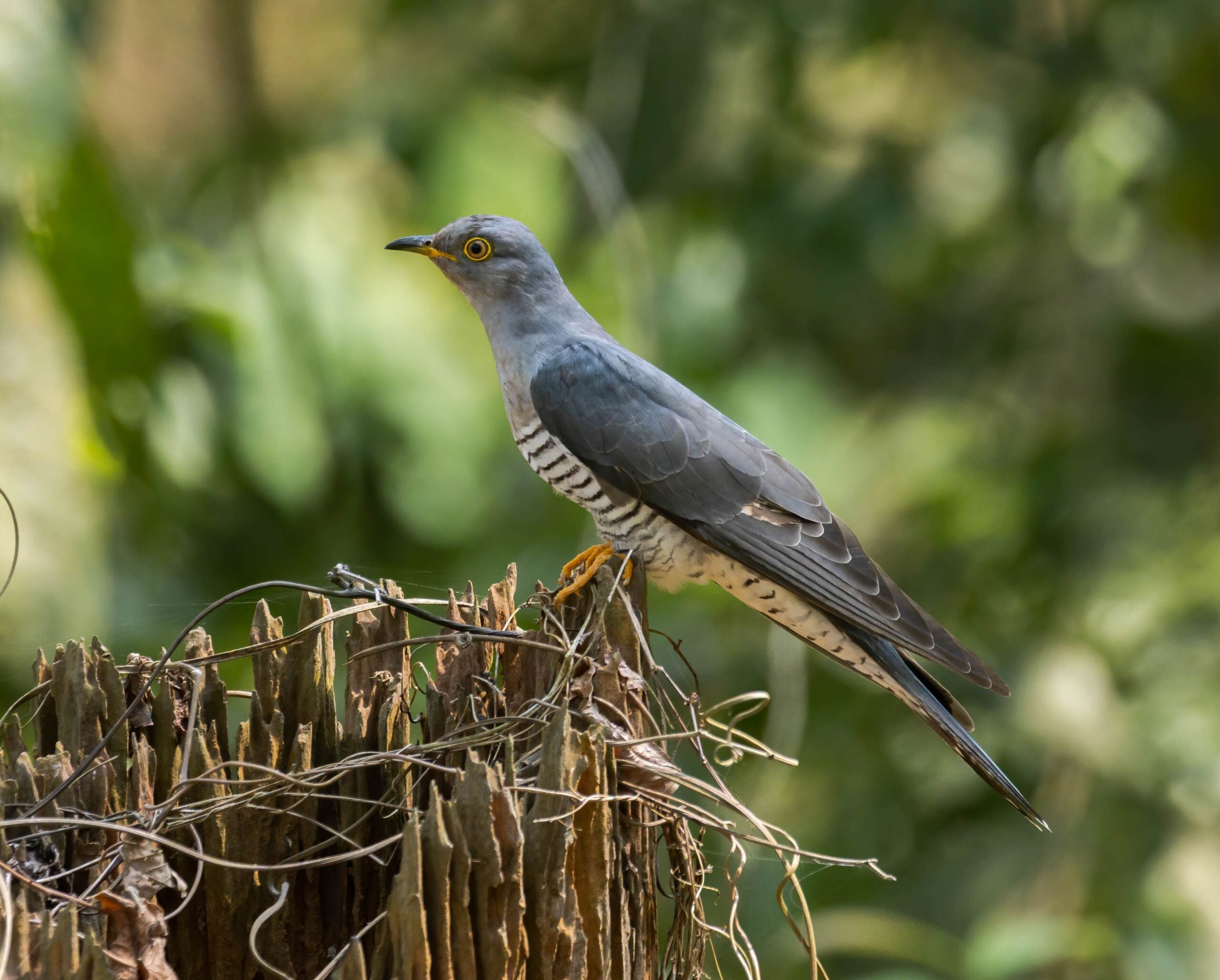 Cuckoos of Assam