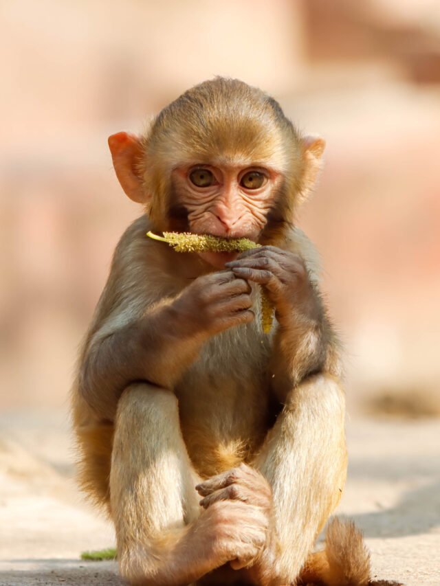 10 Mammals Found in Garbhanga Reserve Forest