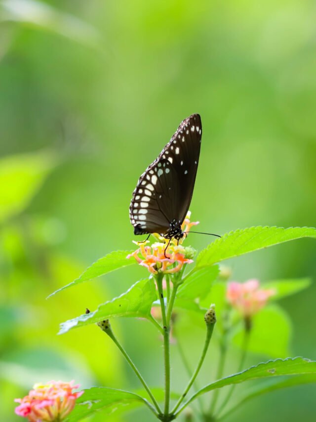 Butterflies of Garbhanga Reserve Forest