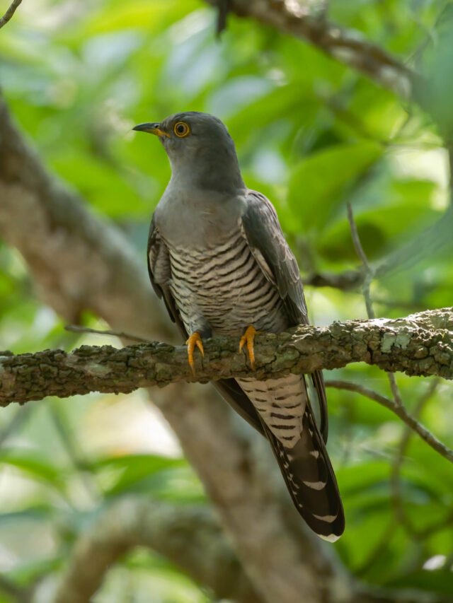 10 Cuckoos Found in Assam