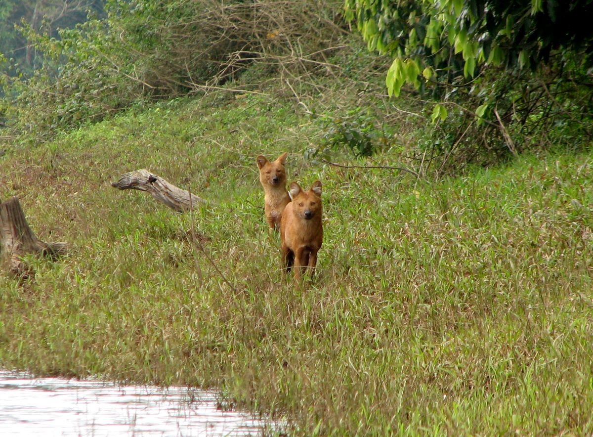 Periyar National Park 