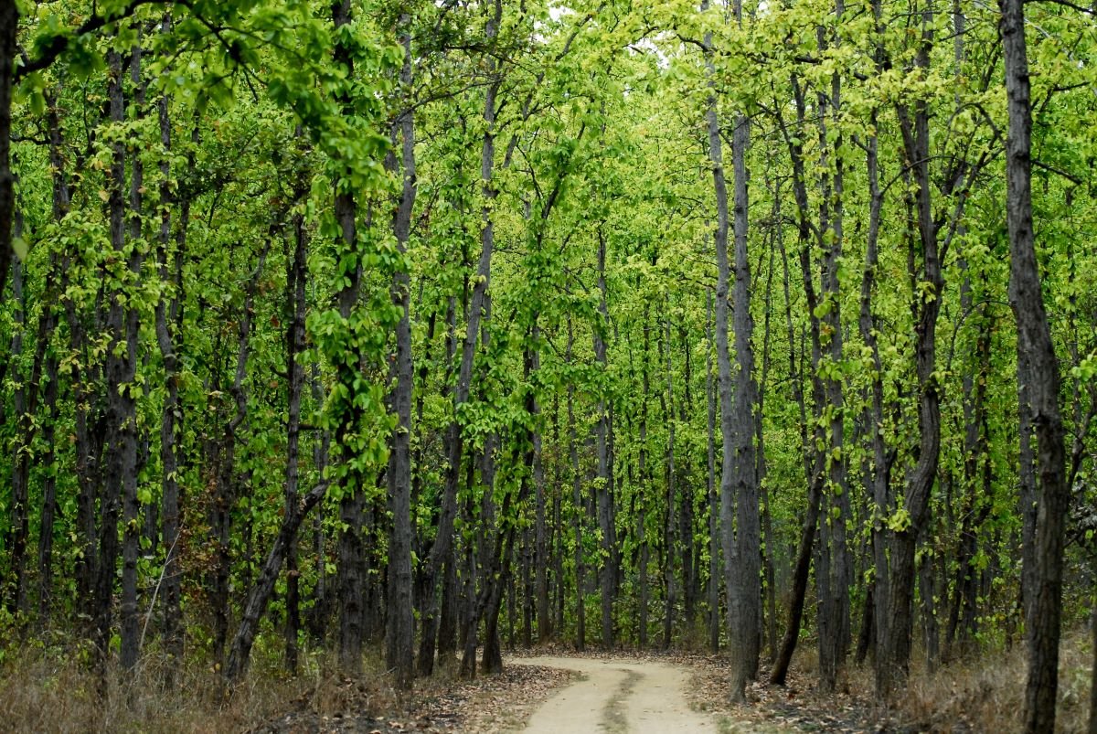 Kanha National Park 