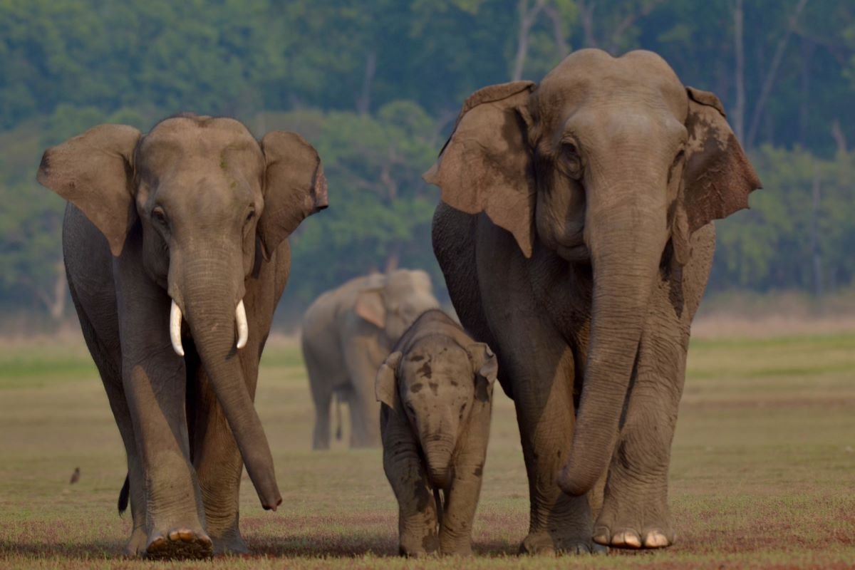 Jim Corbett National Park 