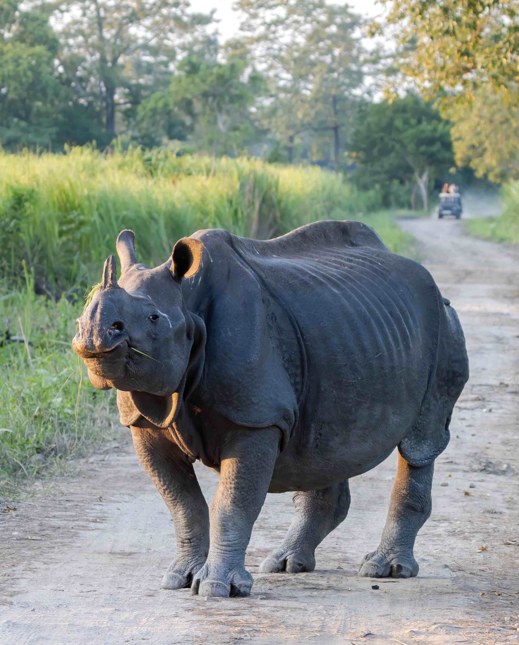 Mammals of Assam