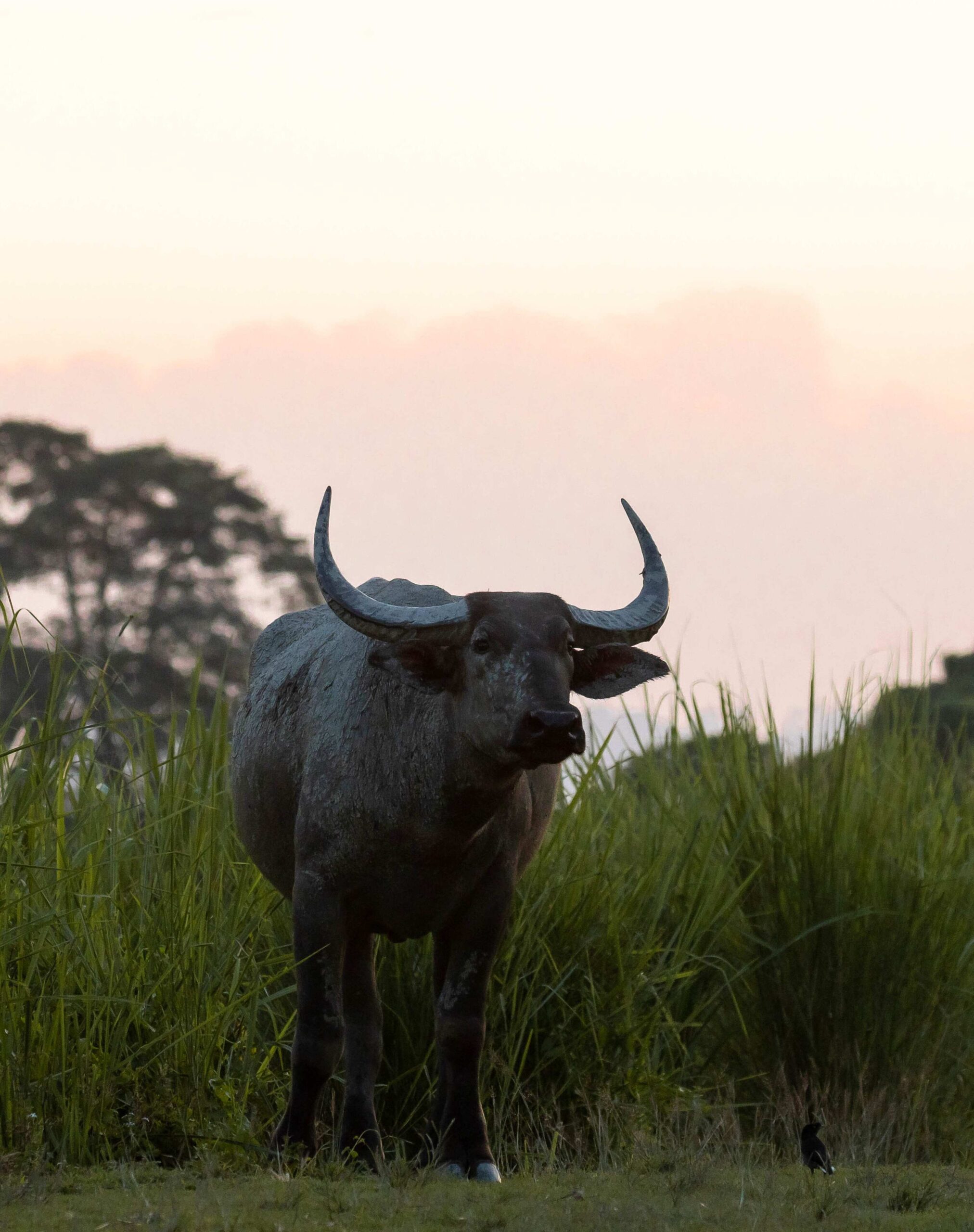 Mammals of Assam