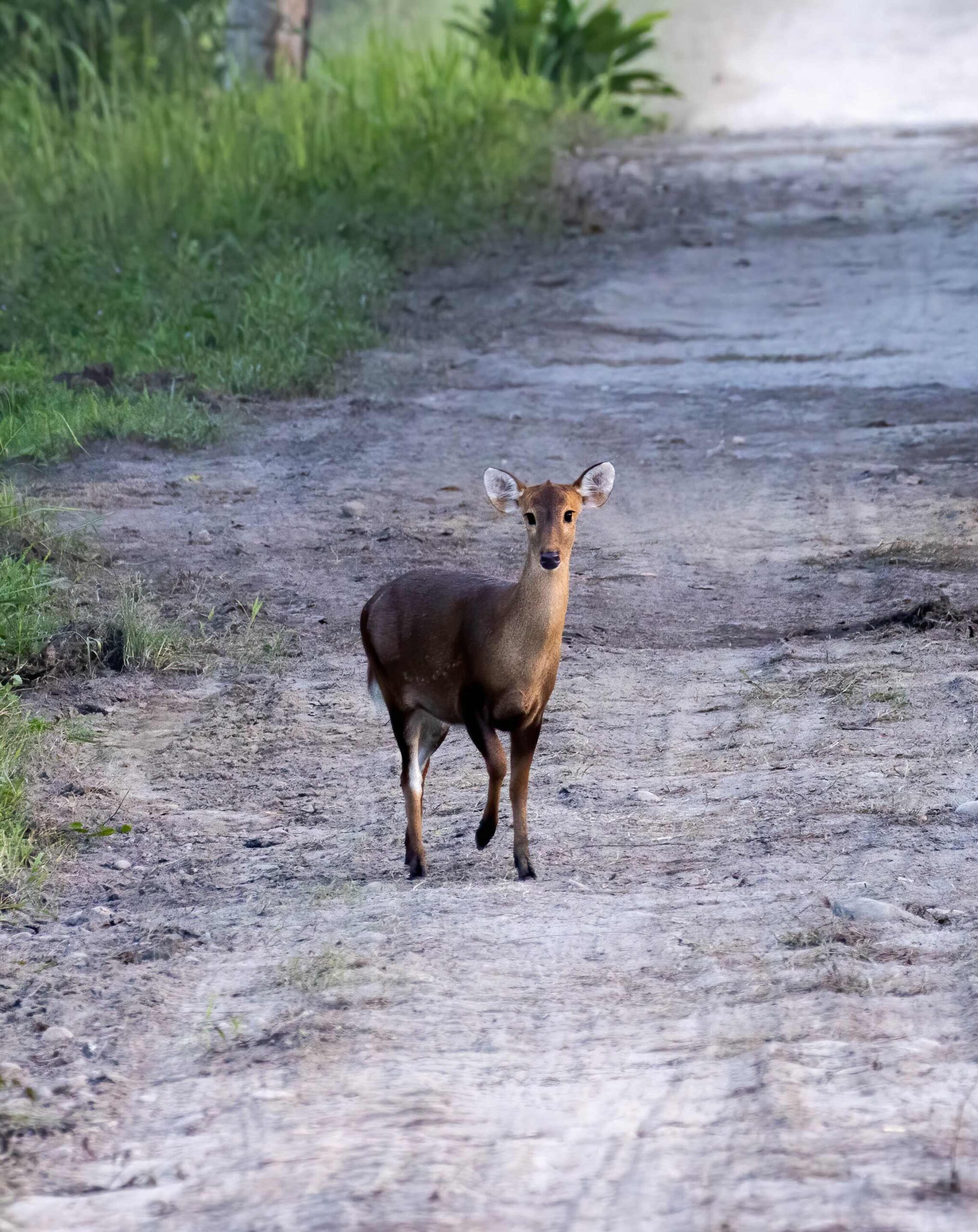 Mammals of Assam