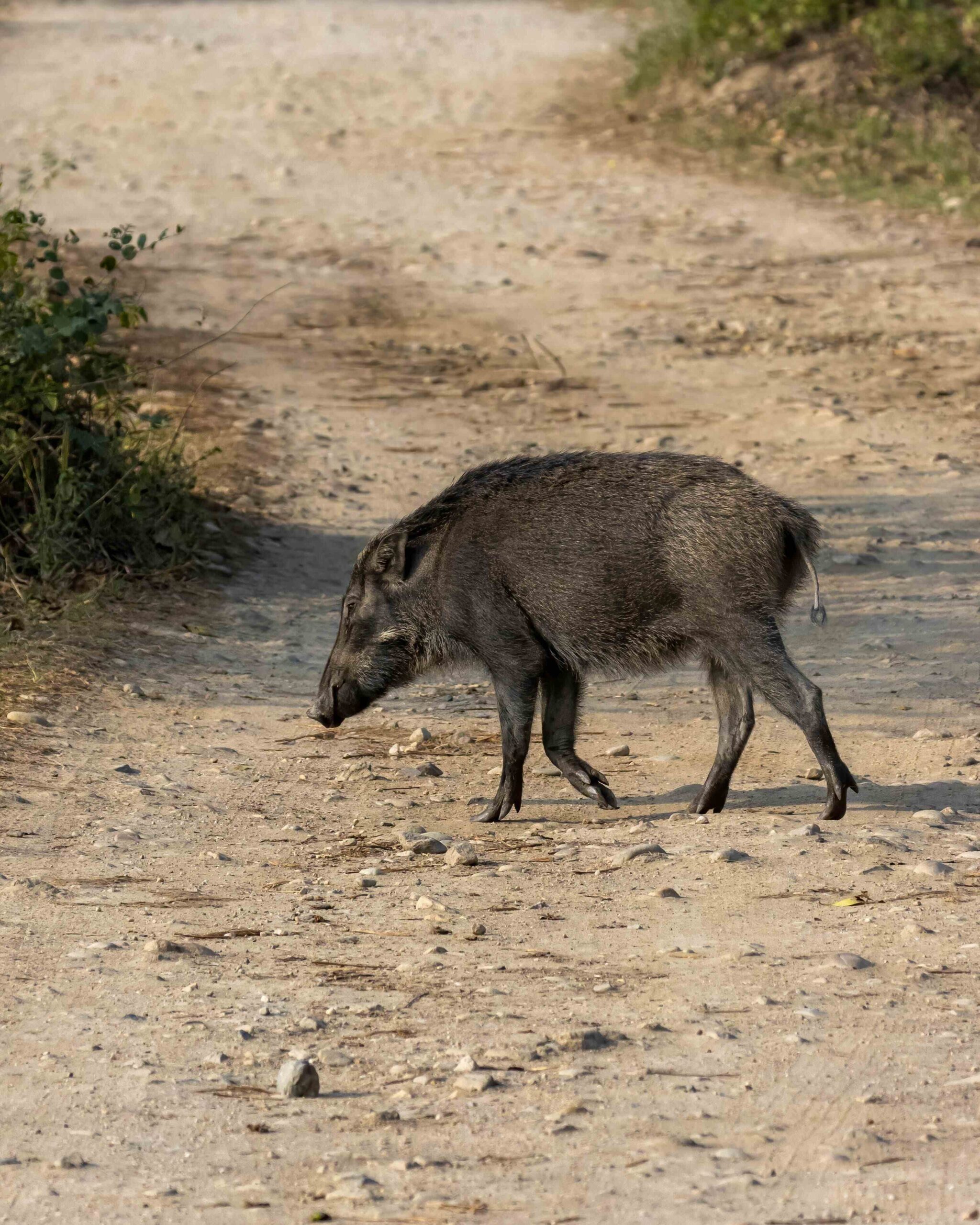 Mammals of Assam