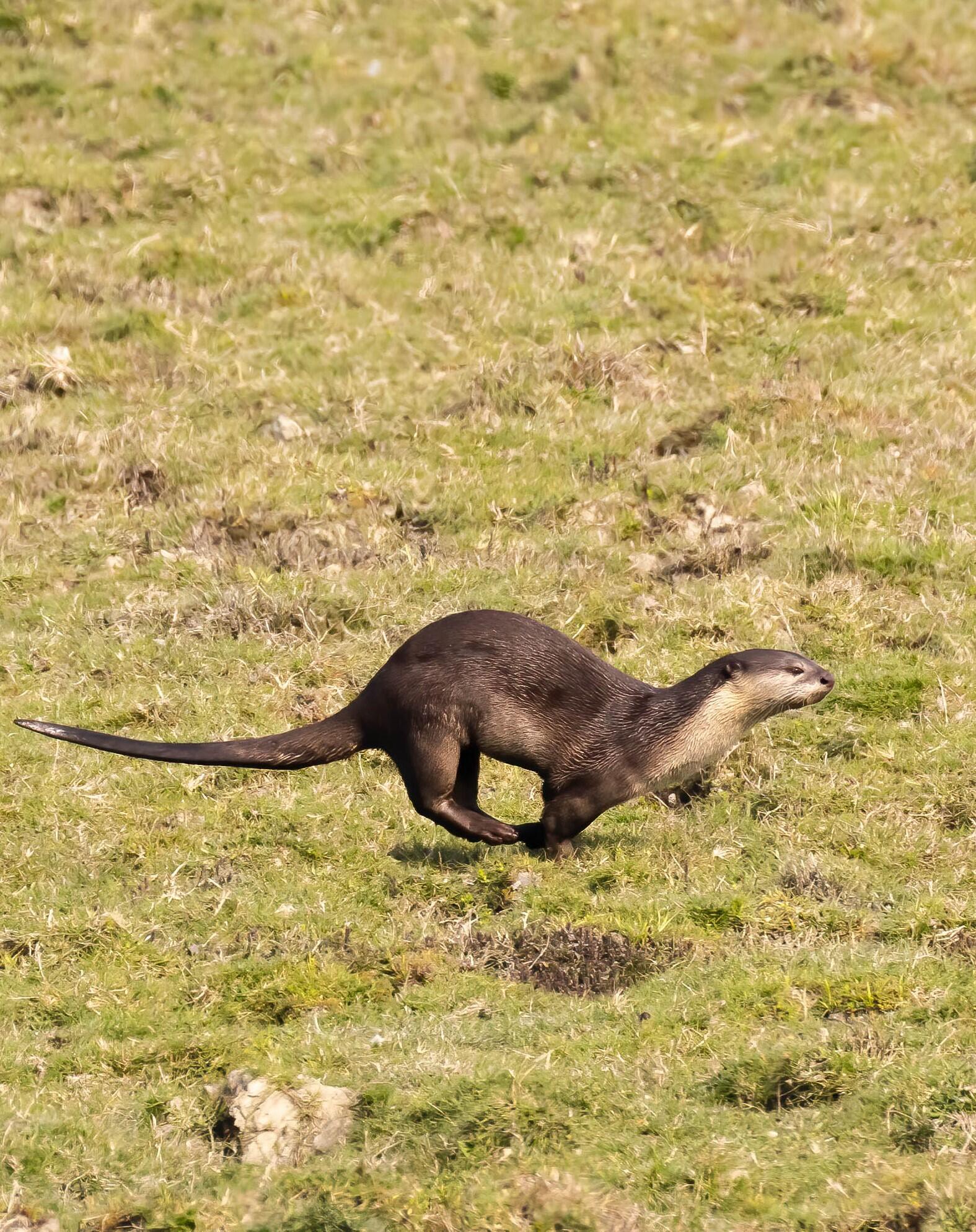 Mammals of Assam