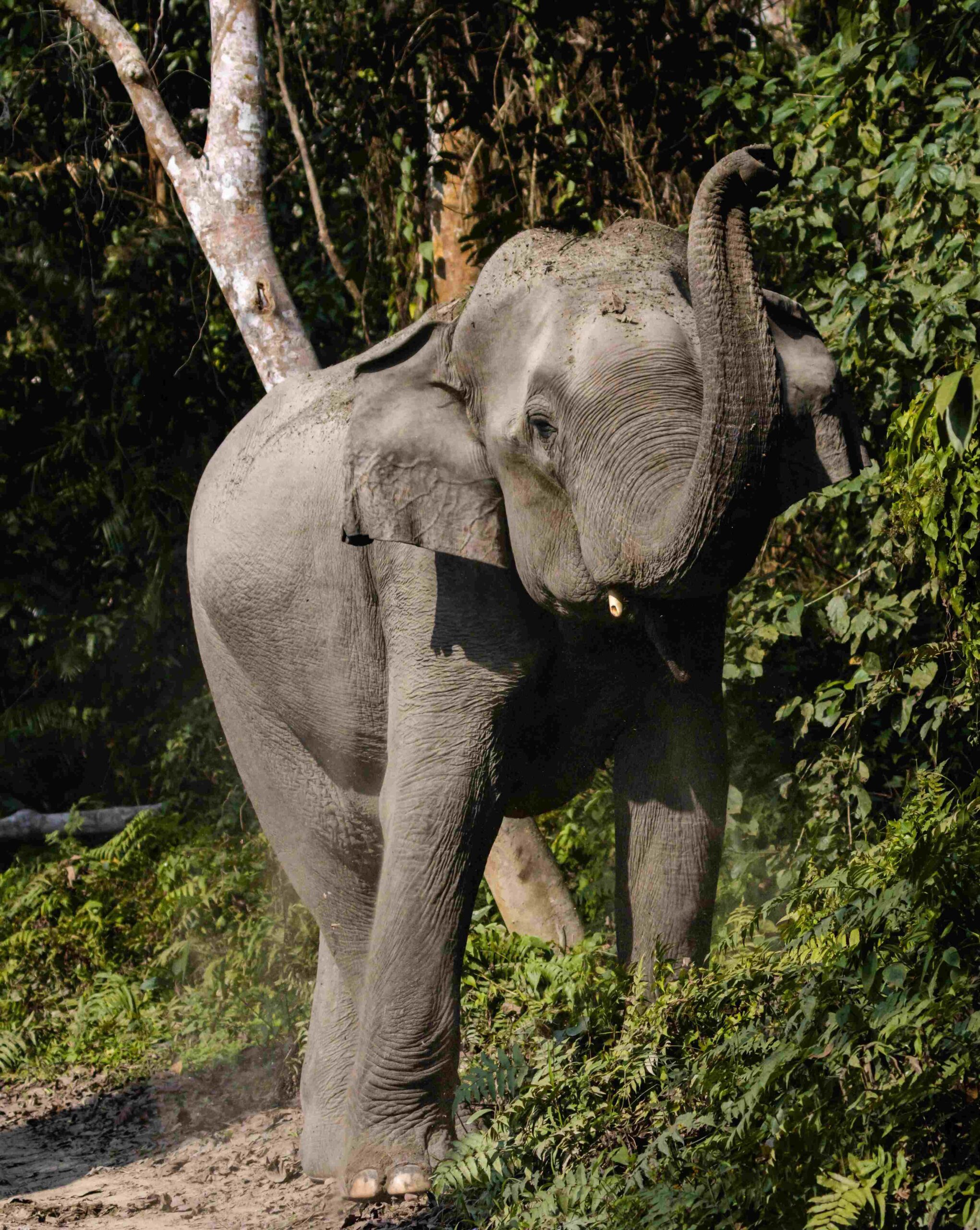 Mammals of Assam