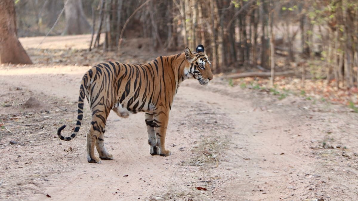 Bandhavgarh National Park 