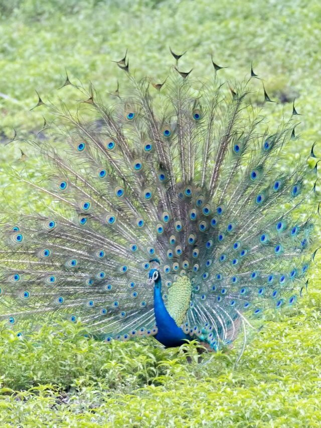 Indian Peafowl