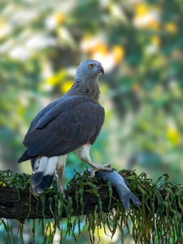 Raptors of Kaziranga National Park