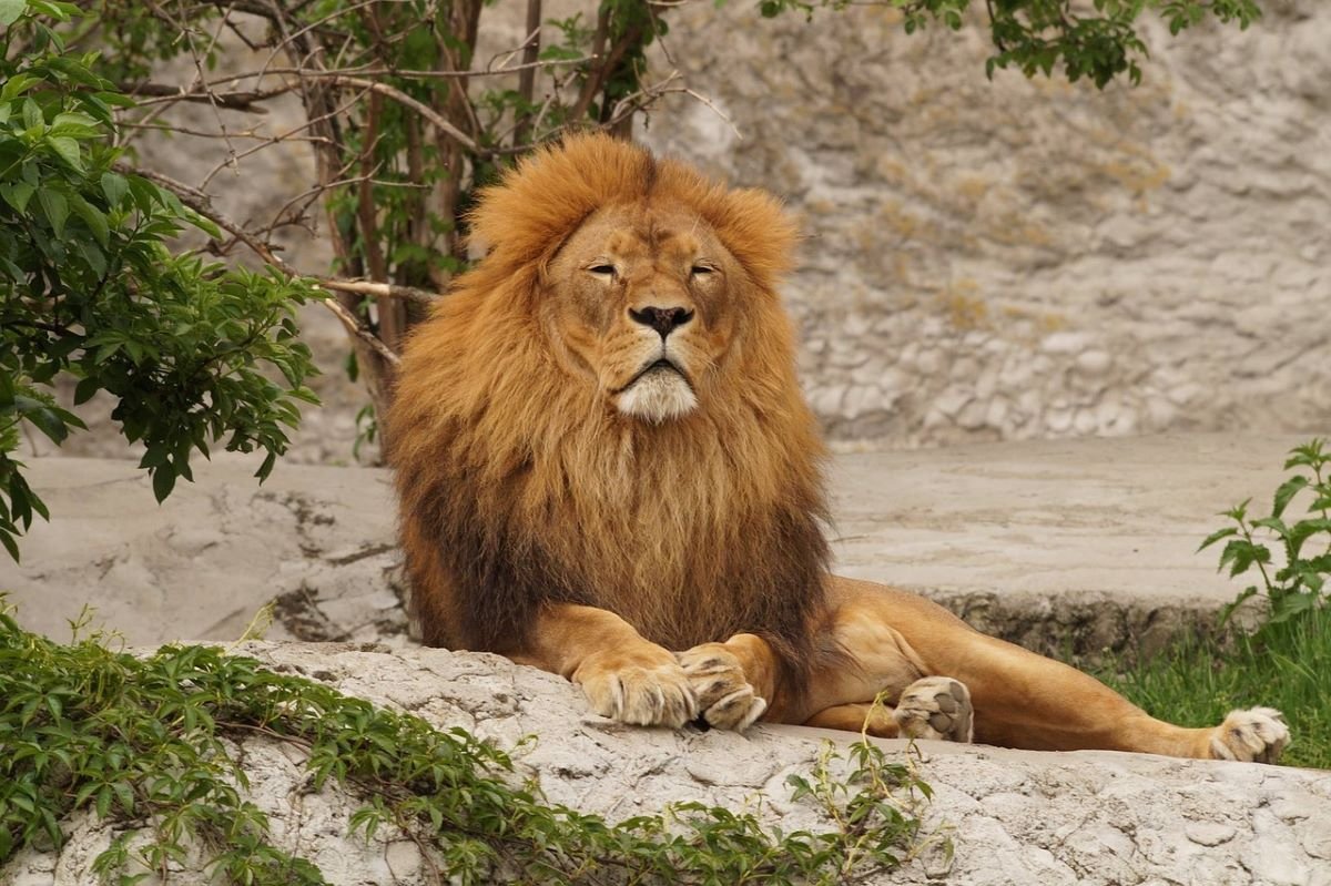 Gir National Park 