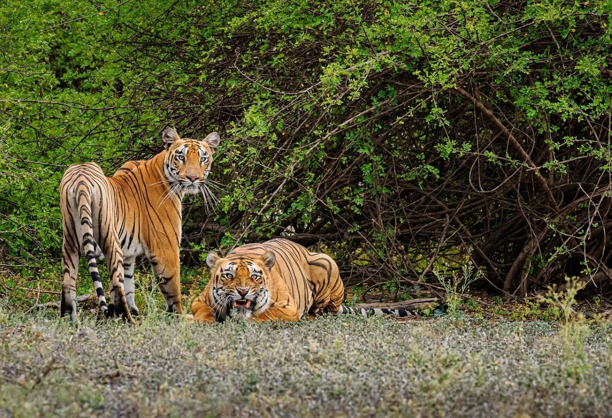 Sundarbans National Park 