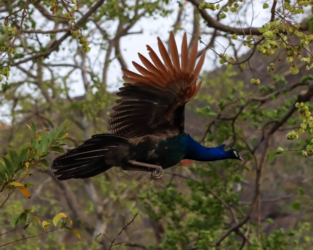 Indian Peafowl 