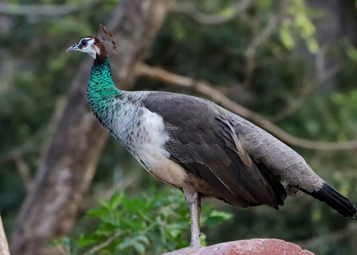 Indian Peafowl 