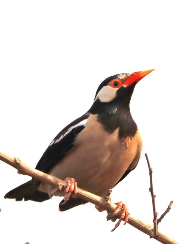 Deepor Beel: An Avian Paradise