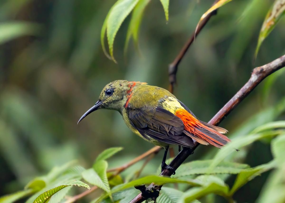 Senchal Wildlife Sanctuary