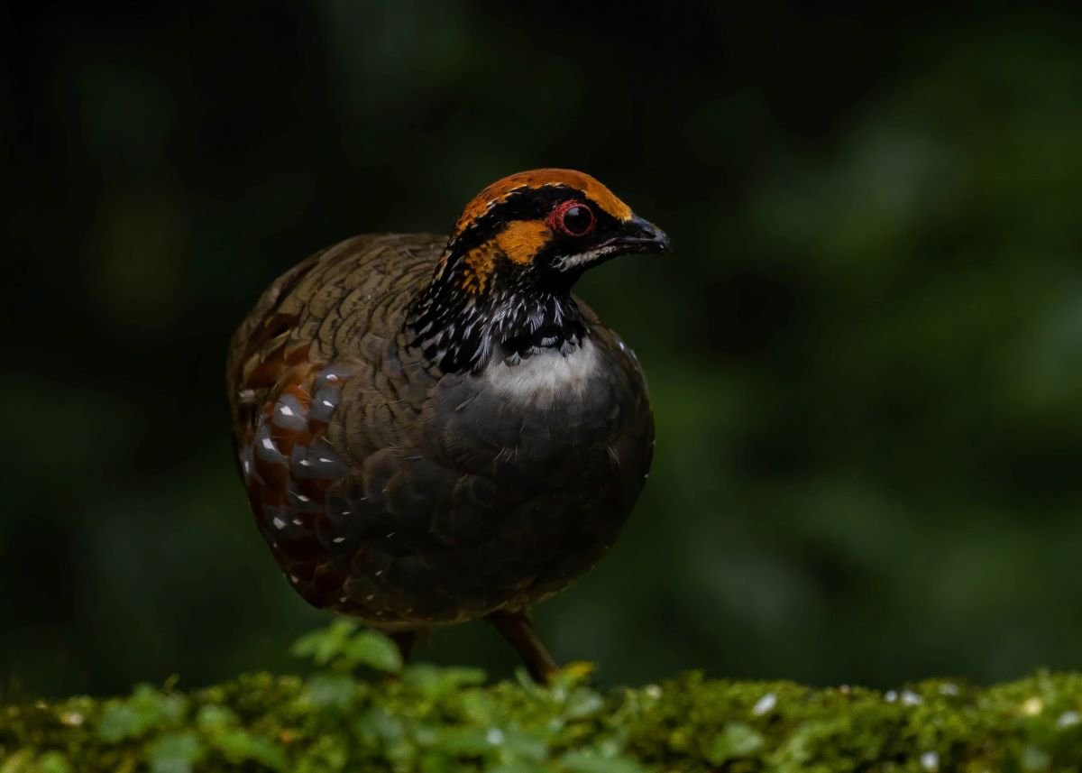 Senchal Wildlife Sanctuary