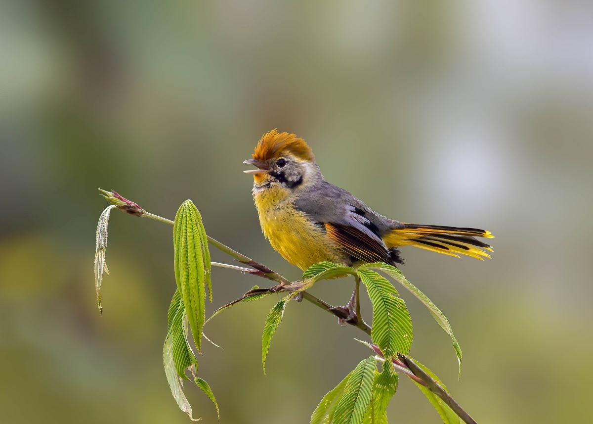 Senchal Wildlife Sanctuary