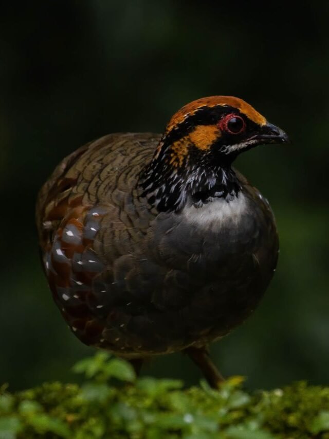 Senchal Wildlife Sanctuary: Birdwatchers' Hotspot