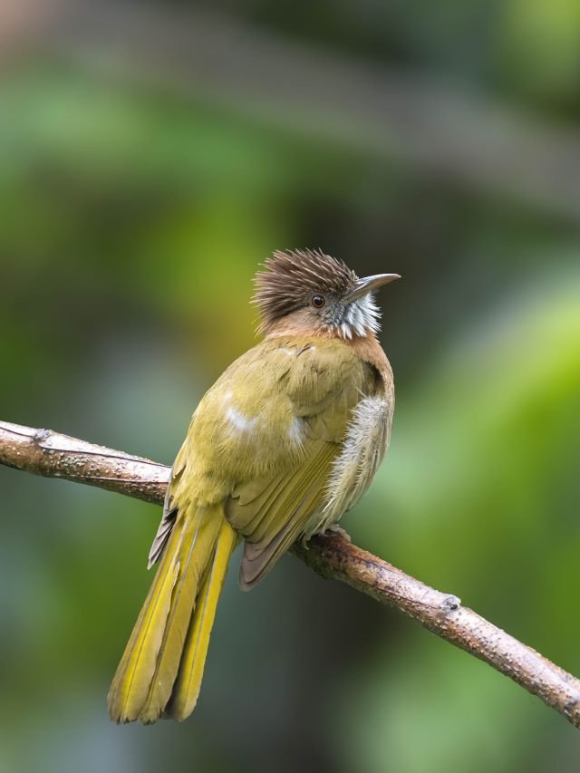 Beautiful Birds of Arunachal