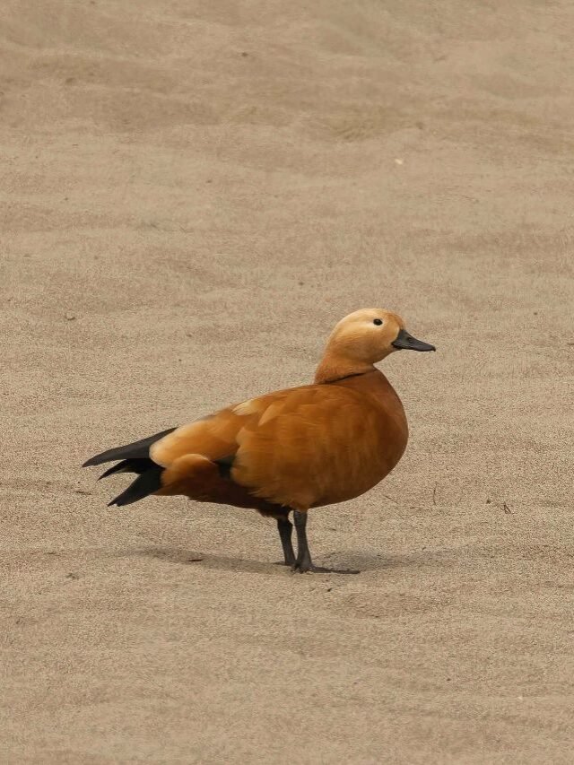 Migratory Ducks of Assam