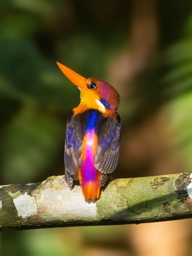 10 Most Vibrantly Coloured Birds Found in Assam