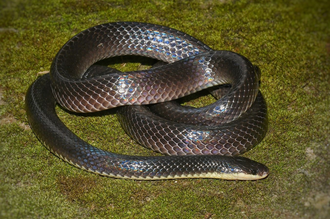 Snakes of Assam