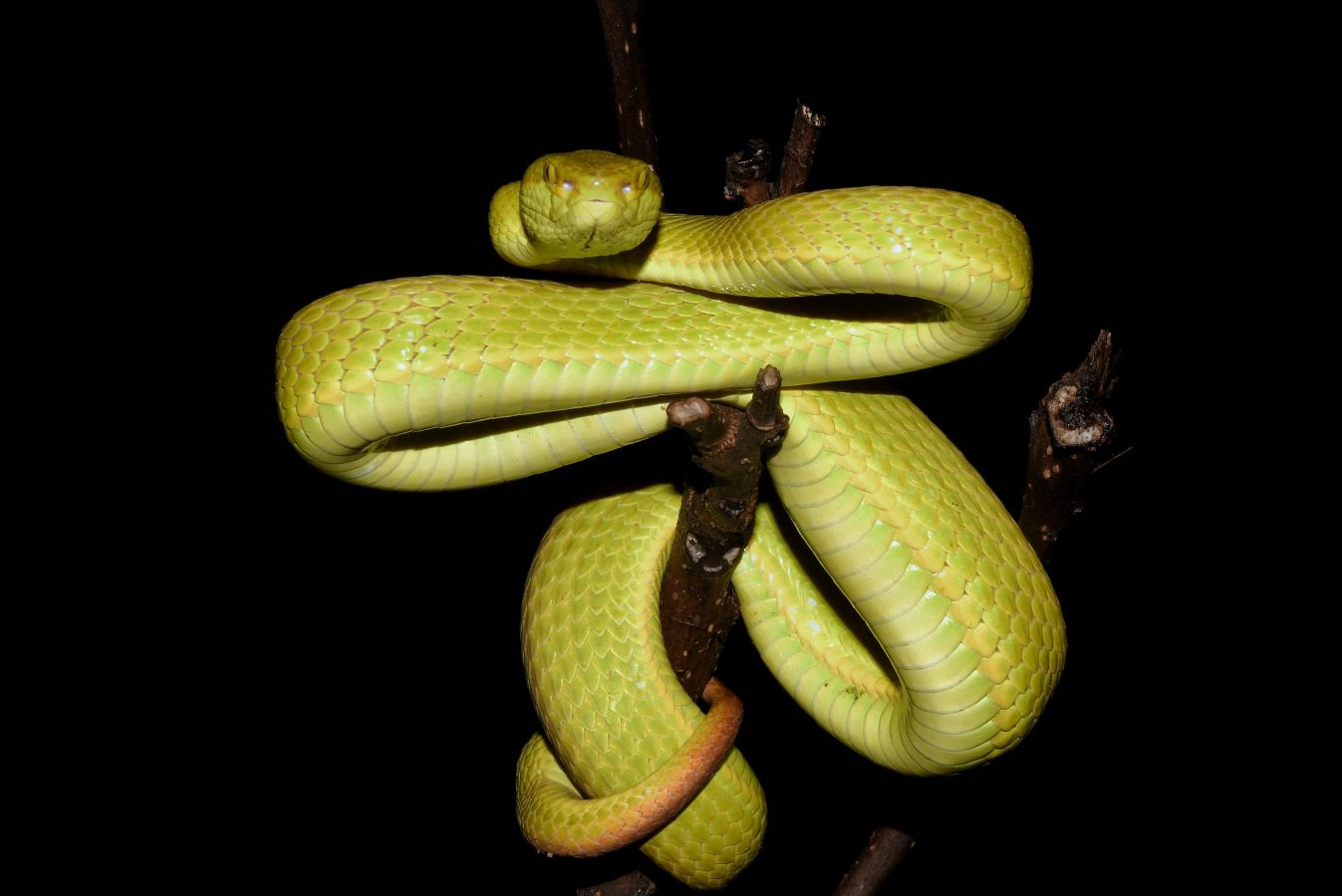 Snakes of Assam