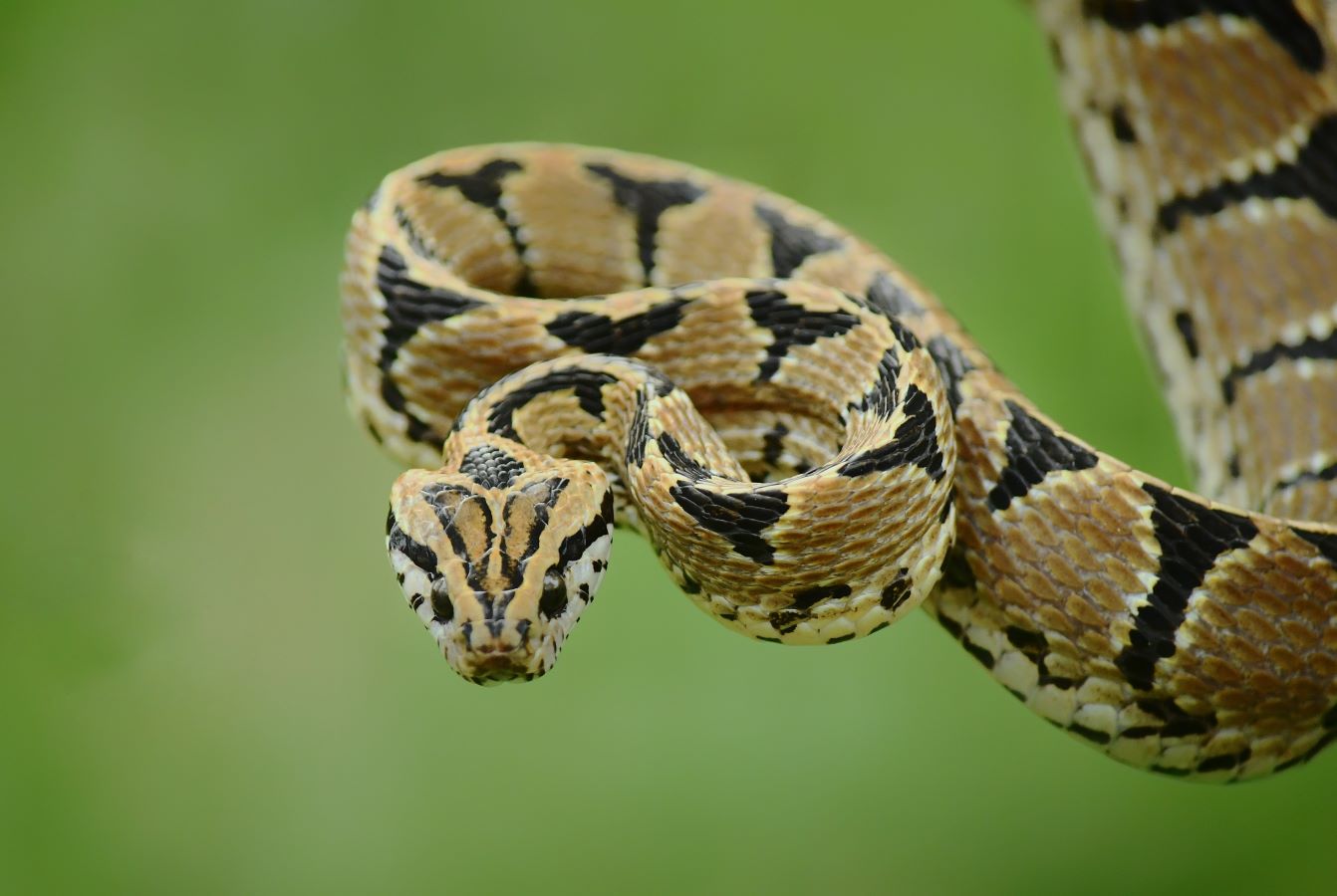 Snakes of Assam