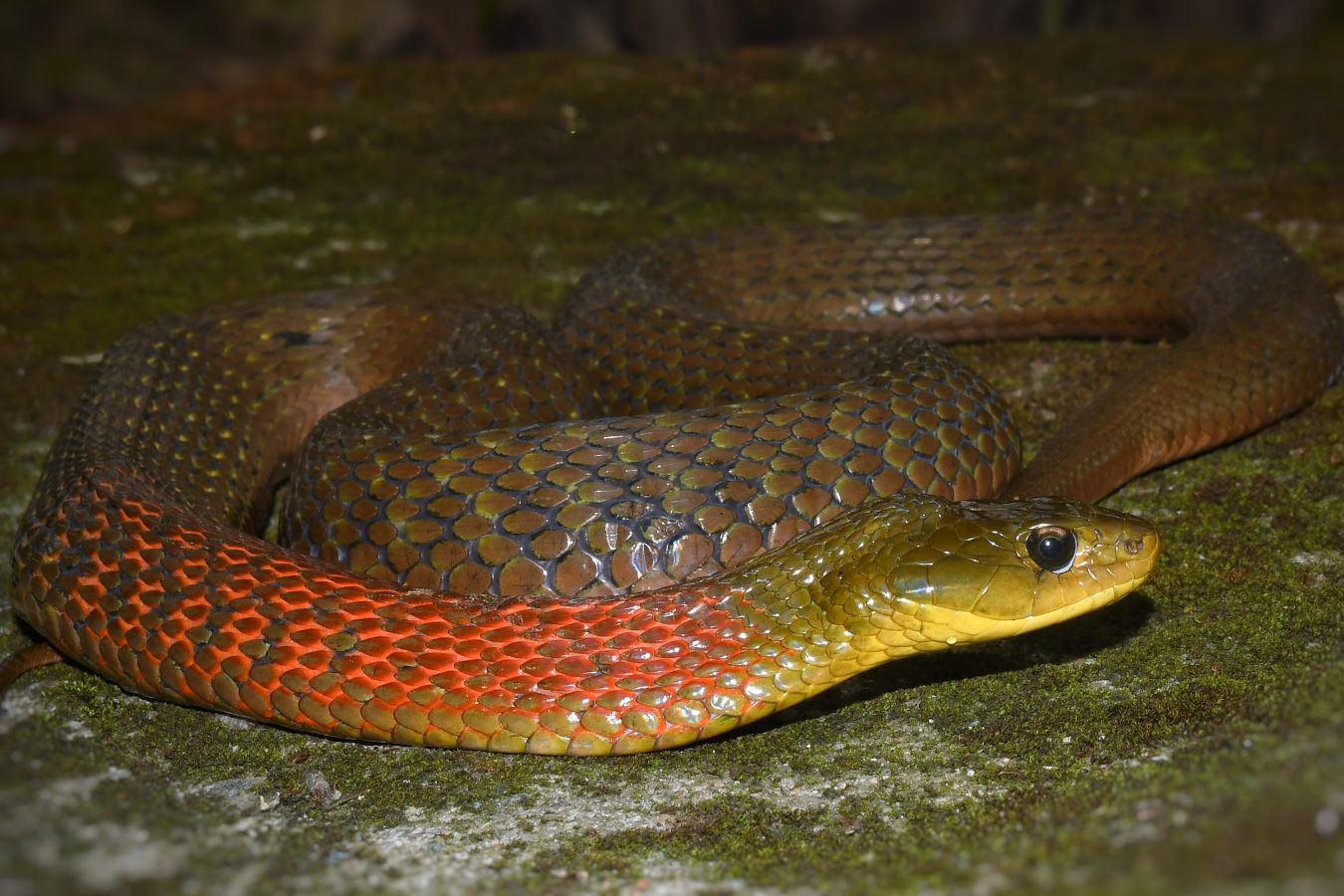 Snakes of Assam