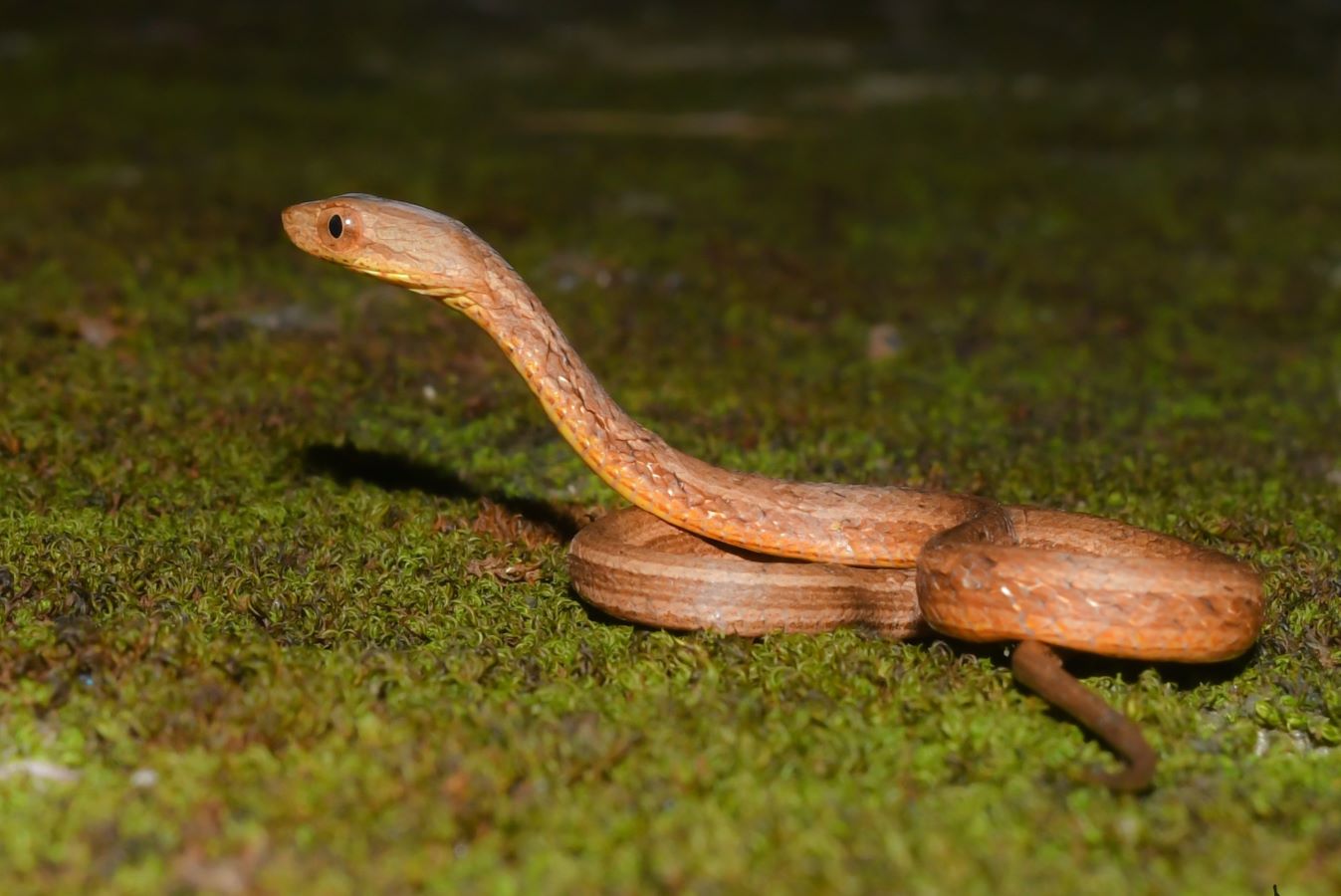 Snakes of Assam