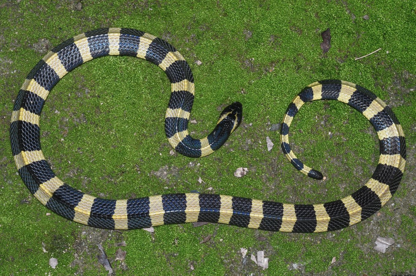 Snakes of Assam