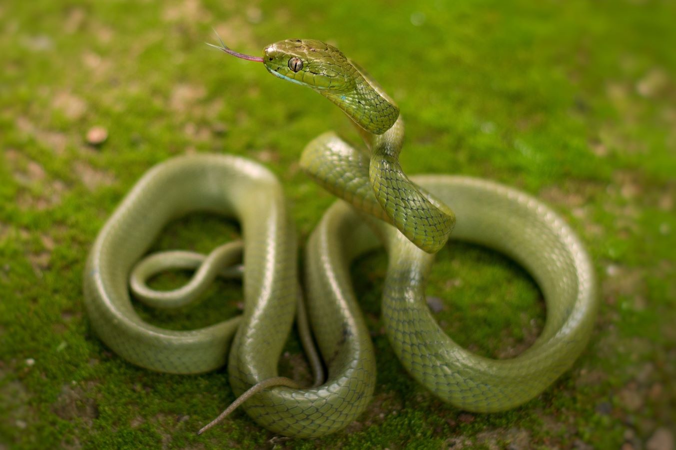 Snakes of Assam