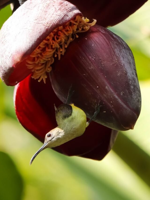 Beautiful Birds of Dhemaji
