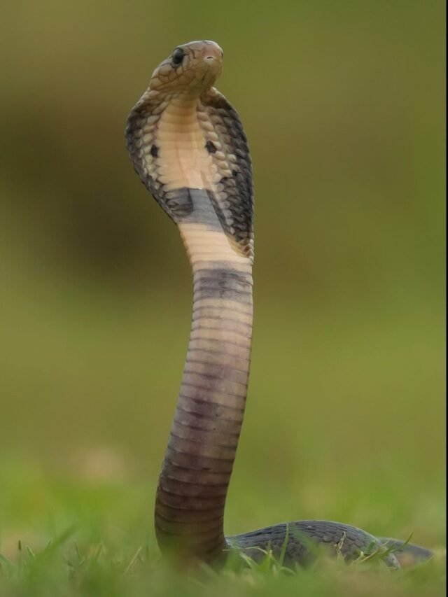 10 Venomous Snakes of Assam
