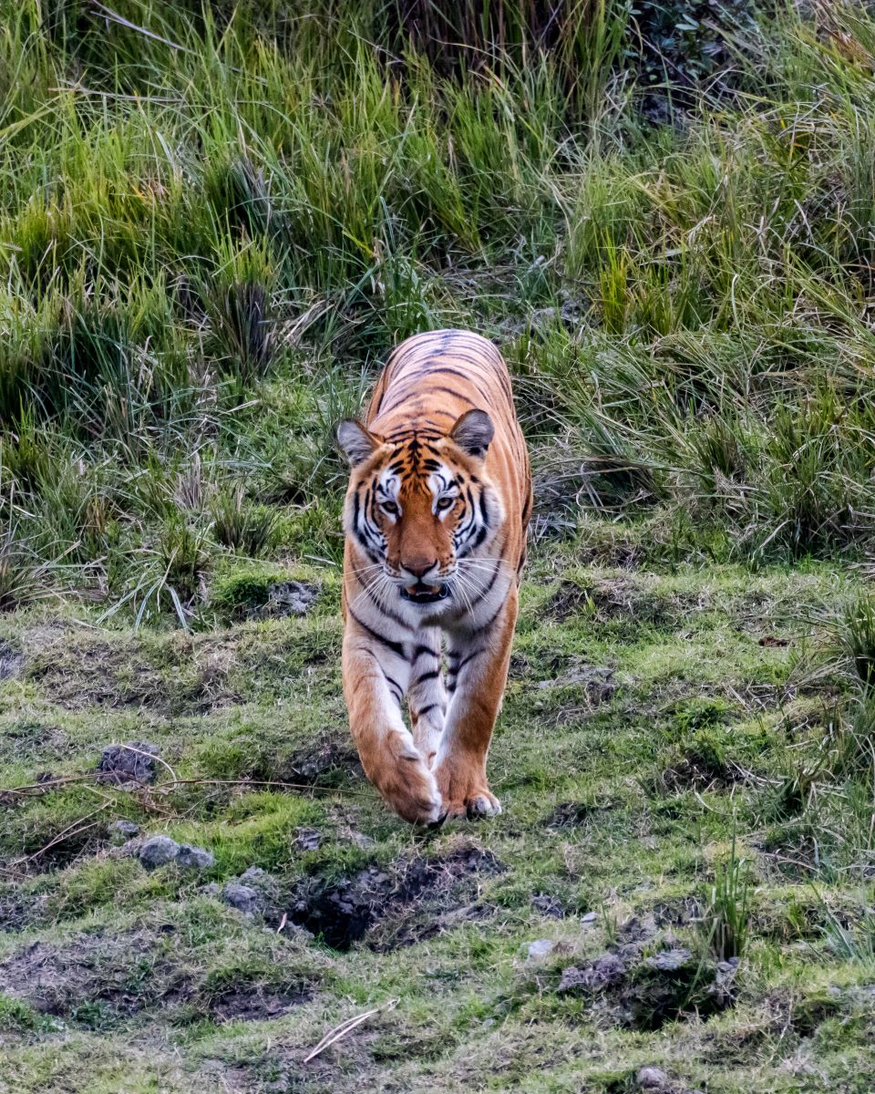 Royal Bengal Tiger