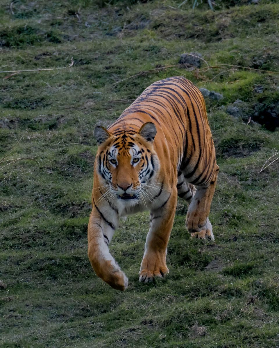 Mammals of Assam