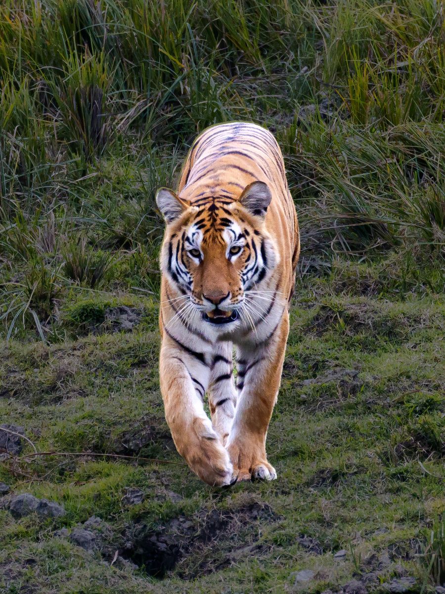 Royal Bengal Tiger