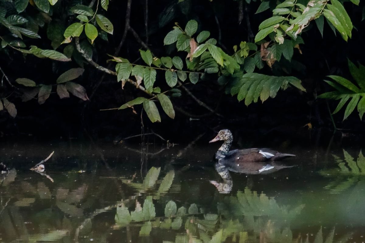 Dehing Patkai National Park