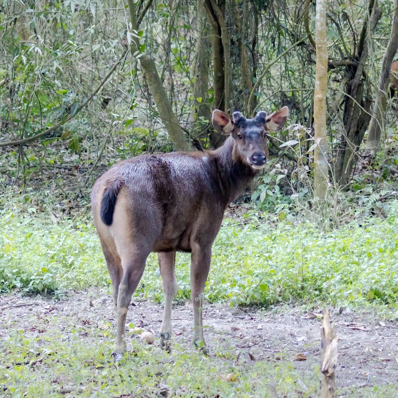 Mammals of Assam