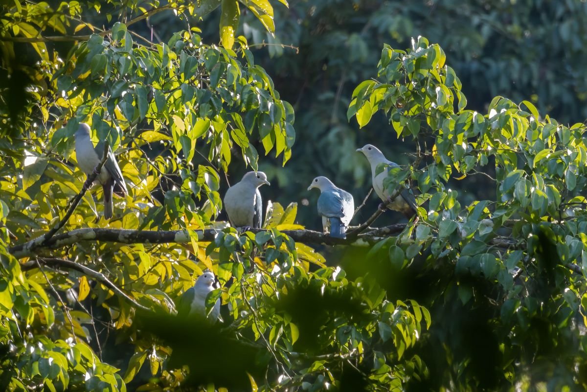 Dehing Patkai National Park