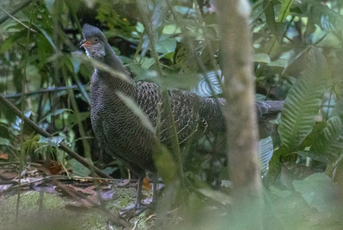 Dehing Patkai National Park